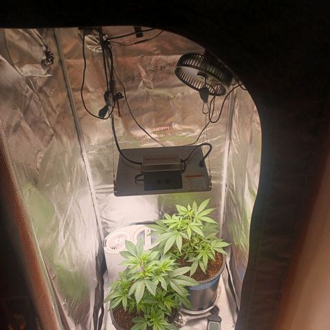 Big Bud 2 growlog timeline photo
