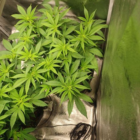 Big Bud 2 growlog timeline photo