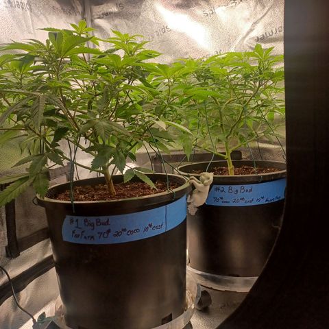 Big Bud 2 growlog timeline photo