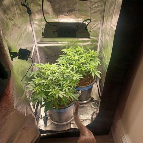 Big Bud 2 growlog timeline photo