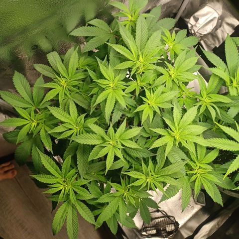 Big Bud 2 growlog timeline photo