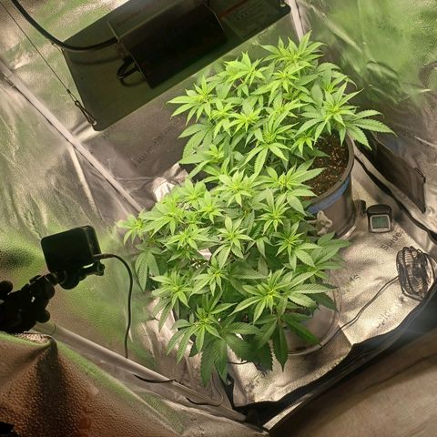 Big Bud 2 growlog timeline photo