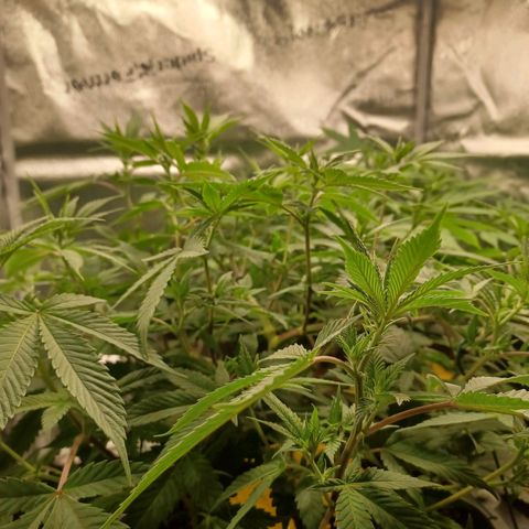 Big Bud 2 growlog timeline photo