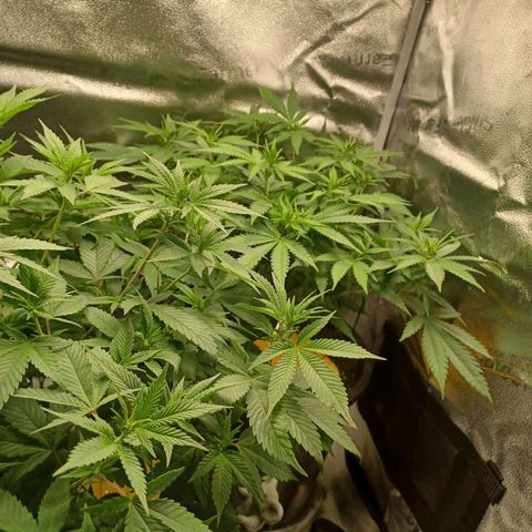 Big Bud 2 growlog timeline photo