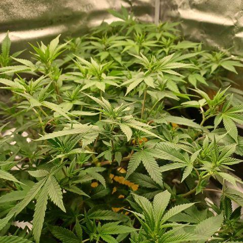 Big Bud 2 growlog timeline photo