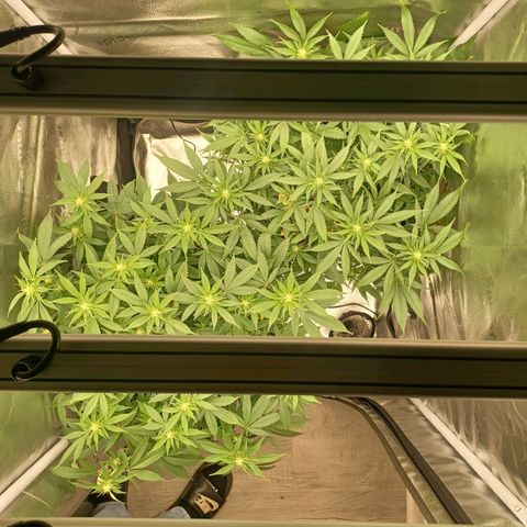 Big Bud 2 growlog timeline photo