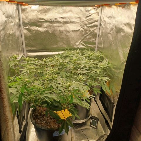 Big Bud 2 growlog timeline photo