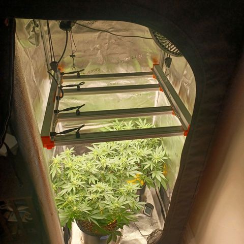 Big Bud 2 growlog timeline photo