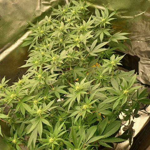 Big Bud 2 growlog timeline photo
