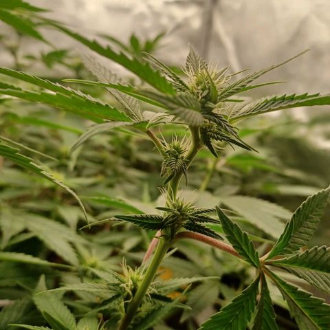 Big Bud 2 growlog timeline photo