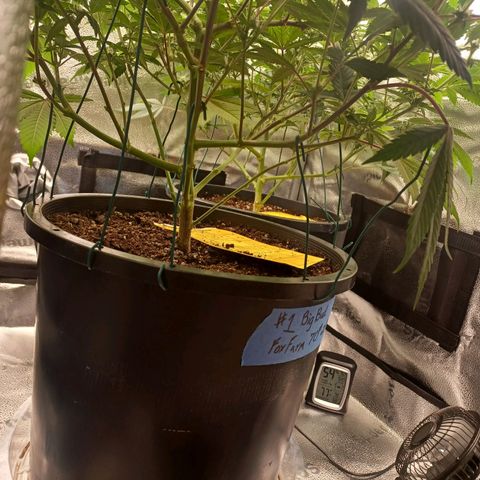 Big Bud 2 growlog timeline photo