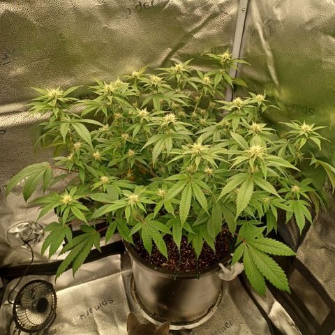 Big Bud 2 growlog timeline photo