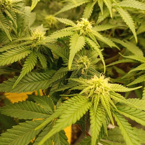 Big Bud 2 growlog timeline photo