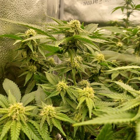Big Bud 2 growlog timeline photo