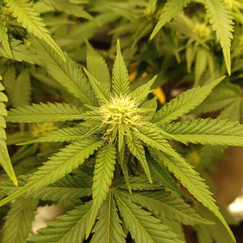 Big Bud 2 growlog timeline photo