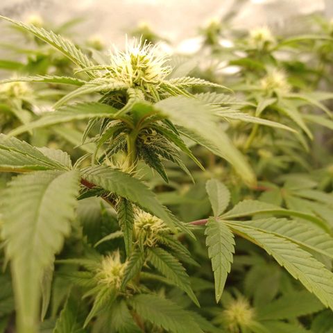 Big Bud 2 growlog timeline photo
