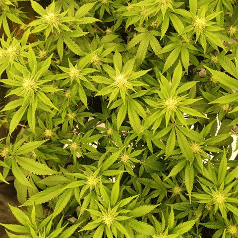 Big Bud 2 growlog timeline photo