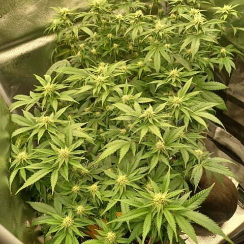 Big Bud 2 growlog timeline photo
