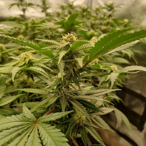 Big Bud 2 growlog timeline photo