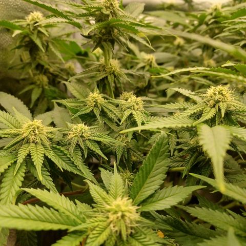 Big Bud 2 growlog timeline photo