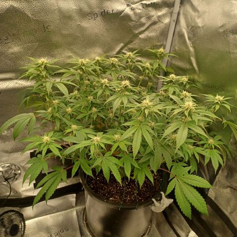 Big Bud 2 growlog timeline photo