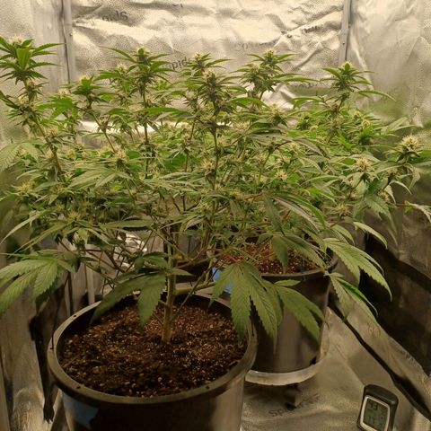 Big Bud 2 growlog timeline photo