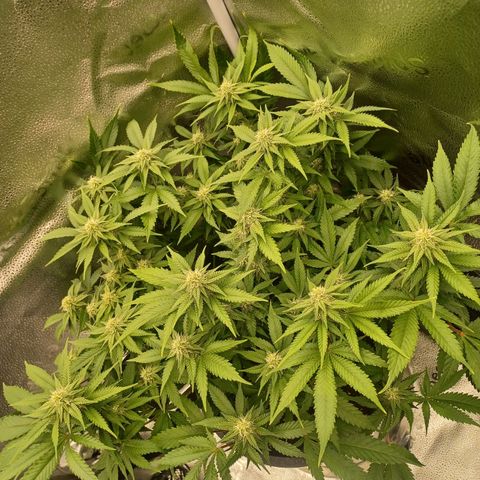 Big Bud 2 growlog timeline photo