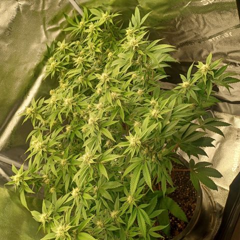 Big Bud 2 growlog timeline photo