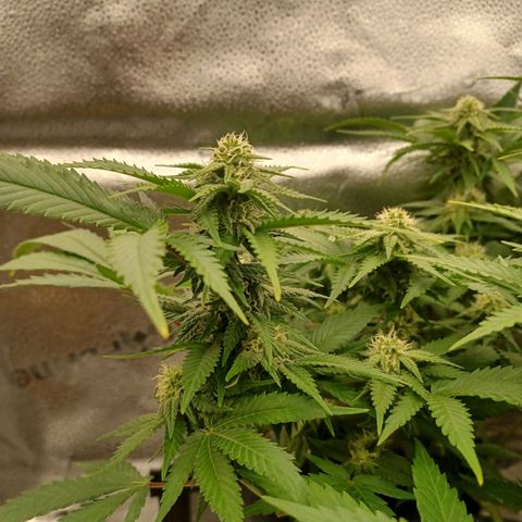 Big Bud 2 growlog timeline photo