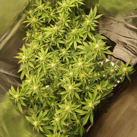 Big Bud 2 growlog timeline photo