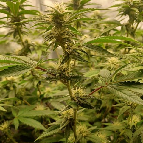 Big Bud 2 growlog timeline photo