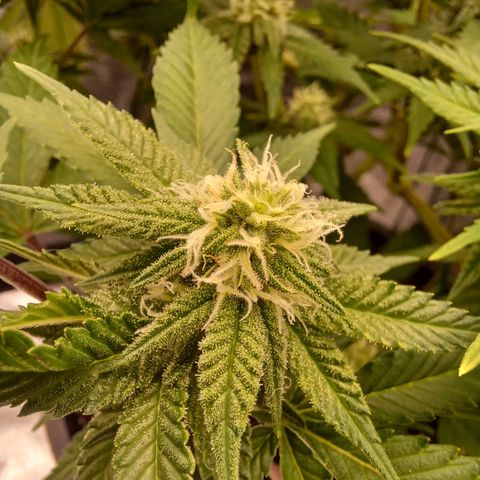Big Bud 2 growlog timeline photo
