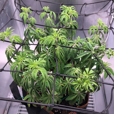 Runtz muffin  1  growlog timeline photo