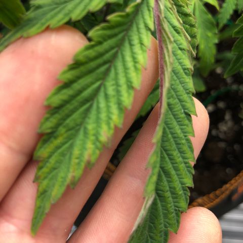 Runtz muffin  1  growlog photo: Brun sur le contour