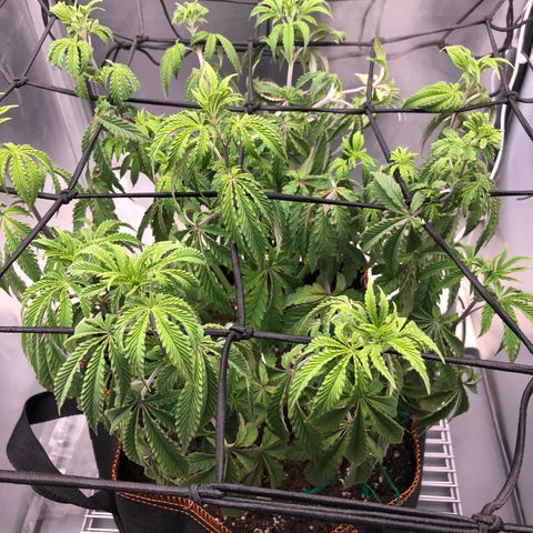 Runtz muffin  1  growlog timeline photo