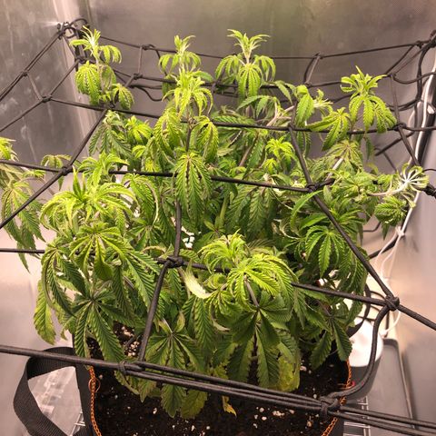 Runtz muffin  1  growlog timeline photo