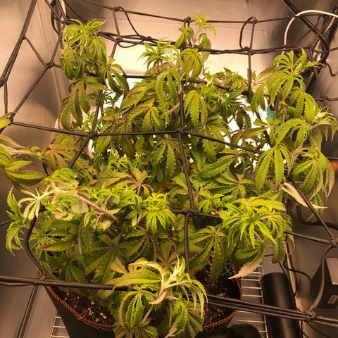 Runtz muffin  1  growlog timeline photo