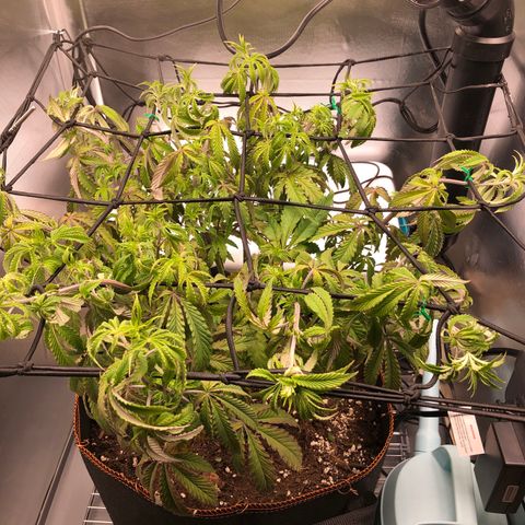 Runtz muffin  1  growlog timeline photo