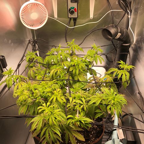 Runtz muffin  1  growlog timeline photo