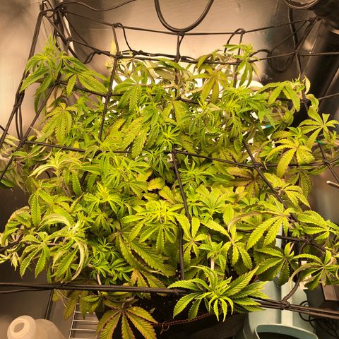Runtz muffin  1  growlog timeline photo