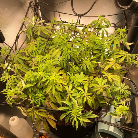 Runtz muffin  1  growlog timeline photo