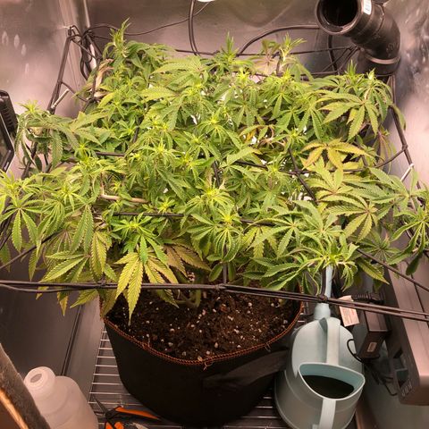 Runtz muffin  1  growlog timeline photo