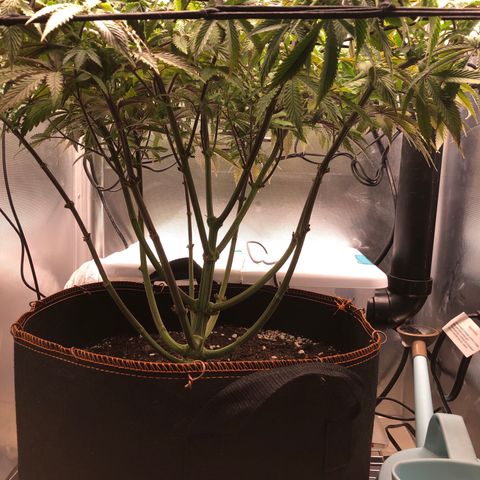 Runtz muffin  1  growlog timeline photo