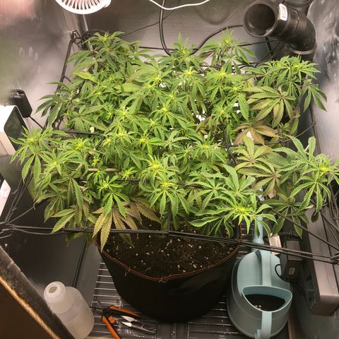 Runtz muffin  1  growlog timeline photo