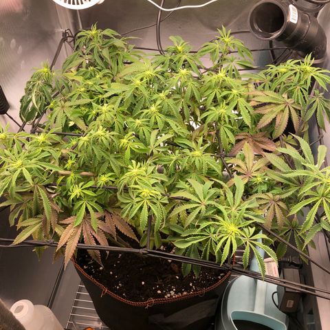 Runtz muffin  1  growlog timeline photo