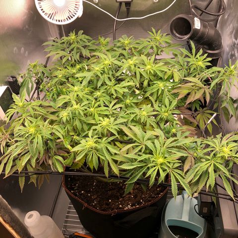 Runtz muffin  1  growlog timeline photo