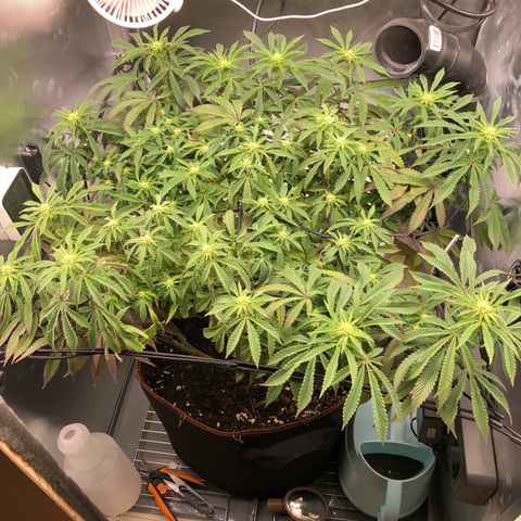 Runtz muffin  1  growlog timeline photo