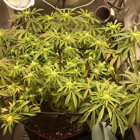 Runtz muffin  1  growlog timeline photo
