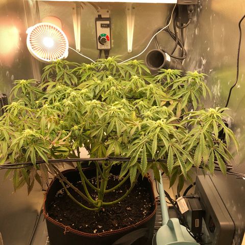 Runtz muffin  1  growlog timeline photo