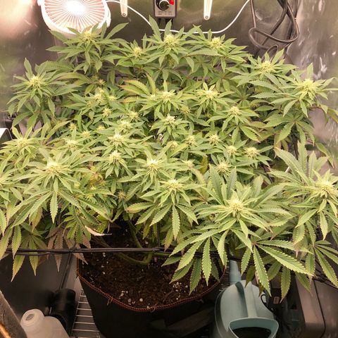 Runtz muffin  1  growlog timeline photo